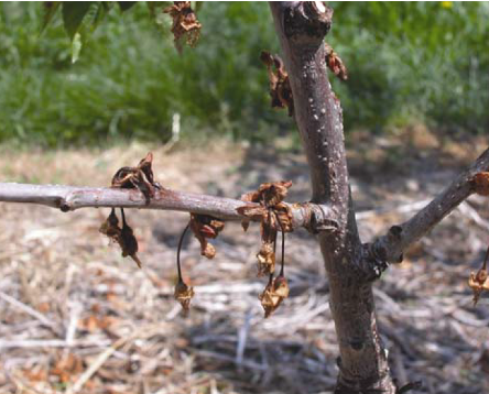 Blossom blast symptoms-canker disease.png